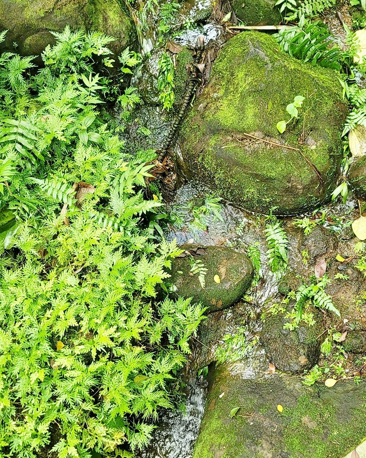 gruenbelag entfernen gruene steine im garten sauber machen hawaiitropicalbotanical