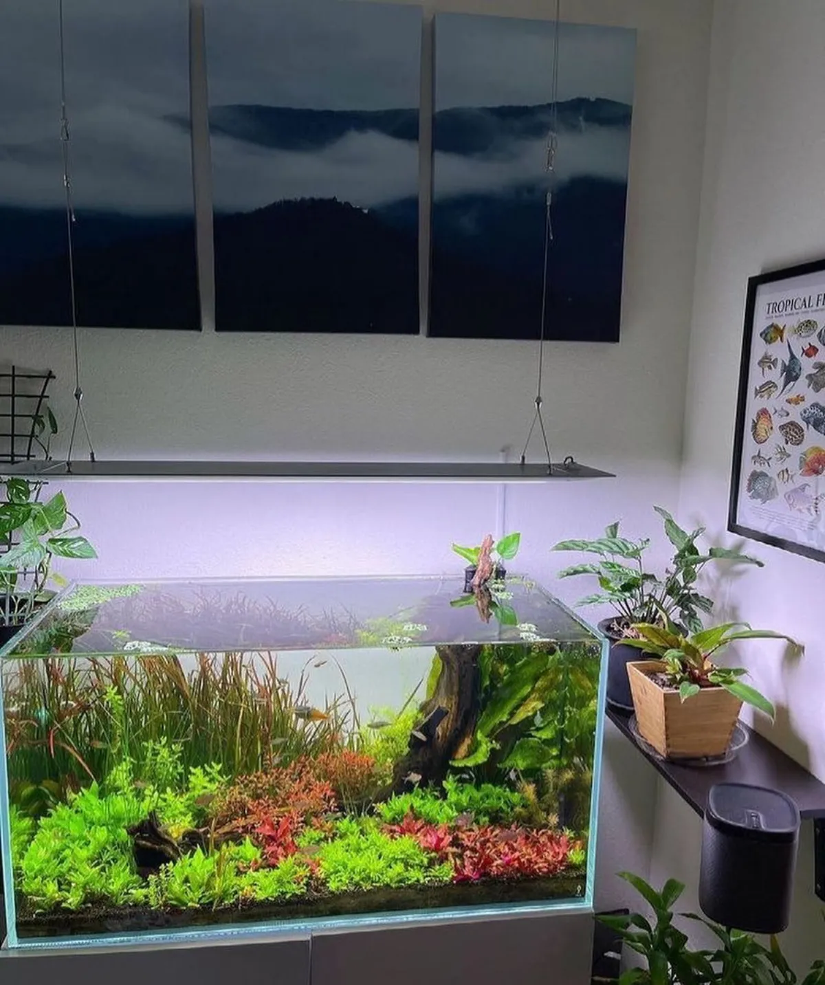 lebende bepflanzung im aquarium meer thema