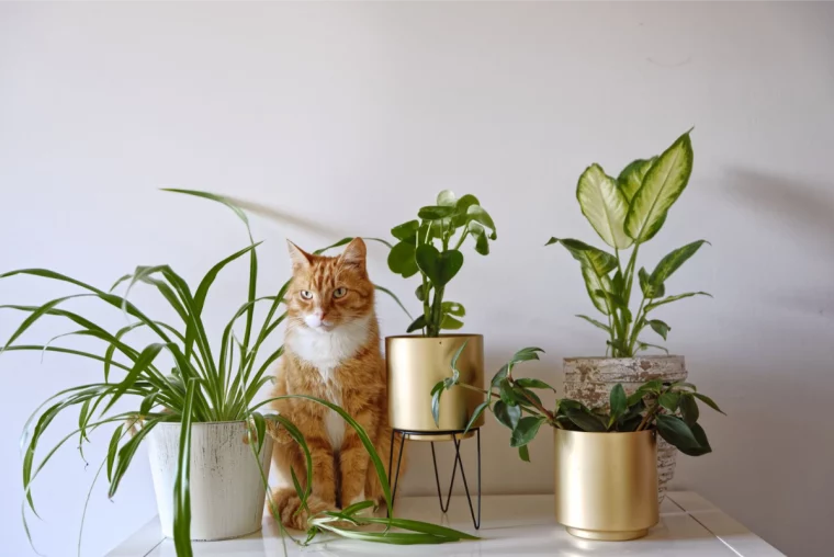 orangefarbene katze sitzt zwischen pflanzen