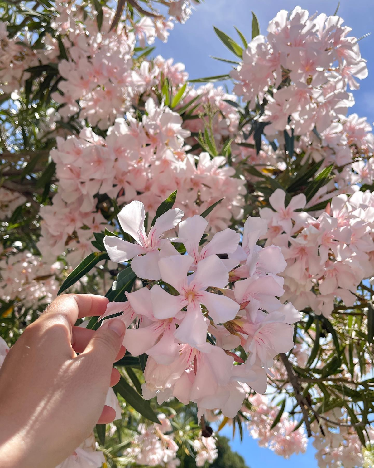 rosa oleander