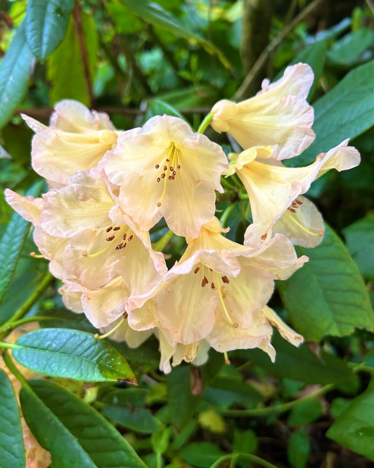 gelber rhododendron
