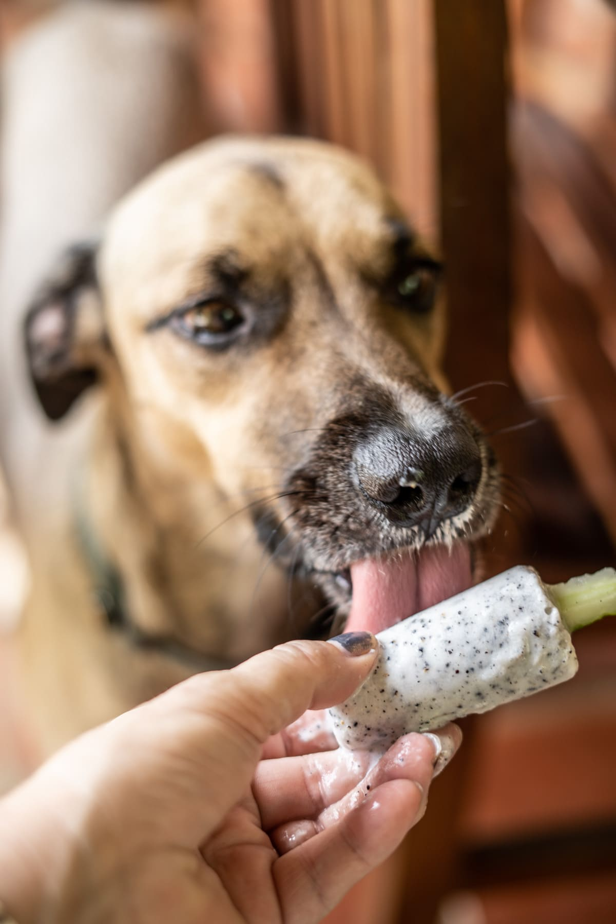 hund leckt leckerli mit gurke und joghurt