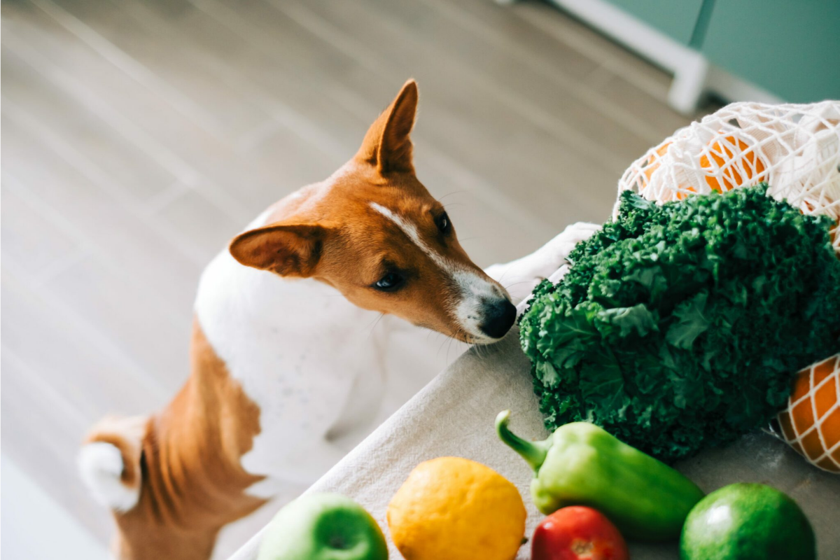 hund schnüffelt in der küche an gemüse