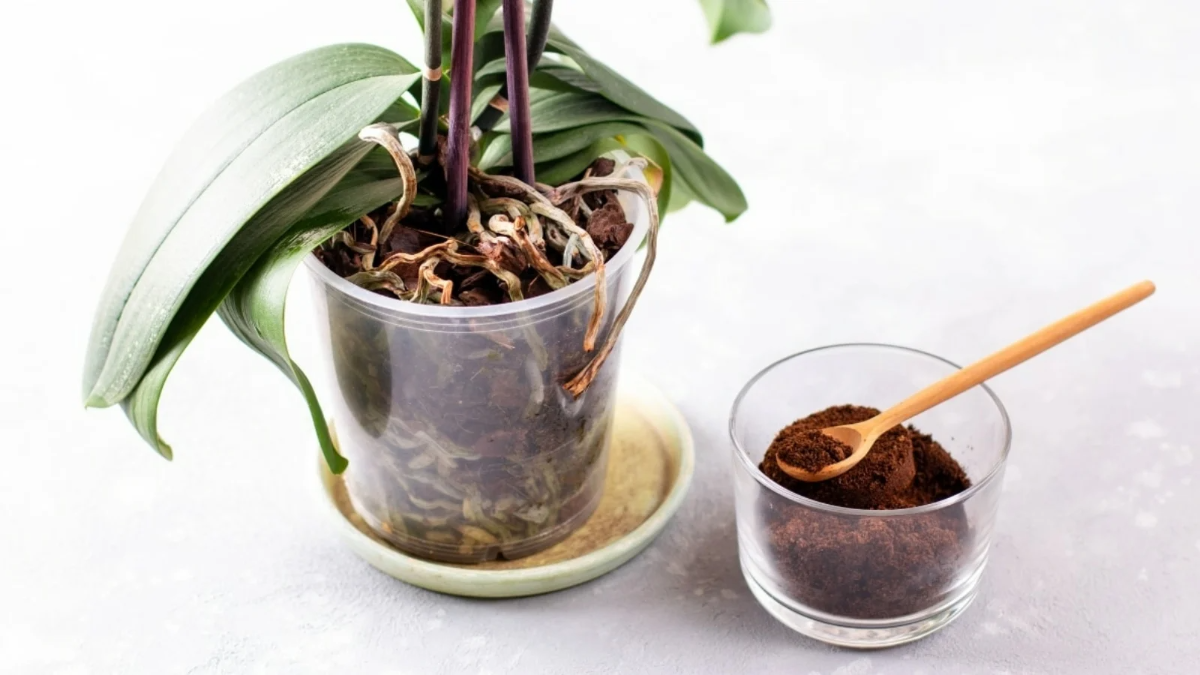 kaffeesatz für orchidee