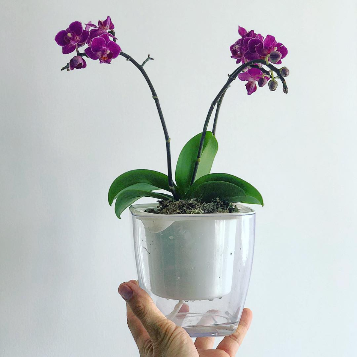 lila orchideen im topf