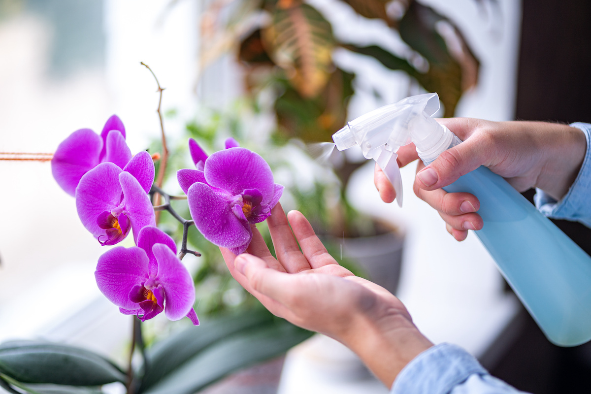lila orchideen mit blauer flasche mit wasser besprühen