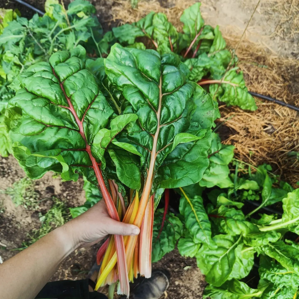 mangold aus dem garten ernten