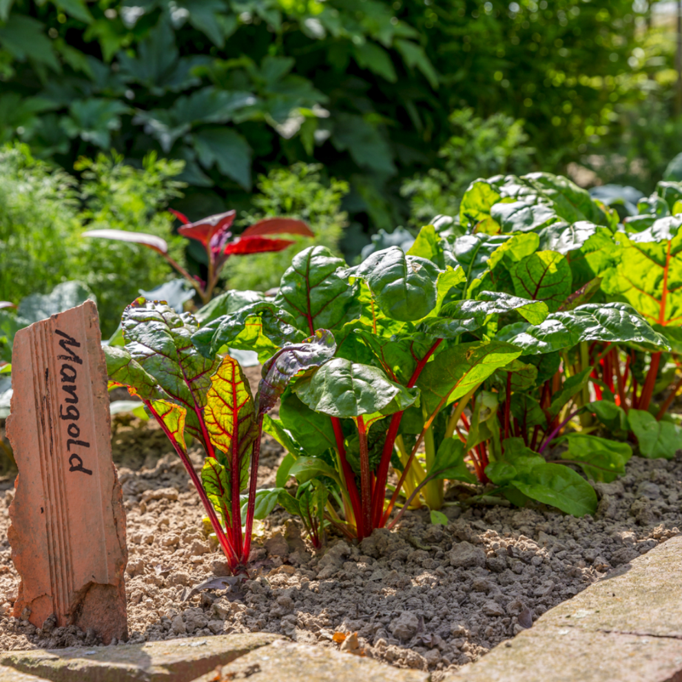 mangoldanbau im garten