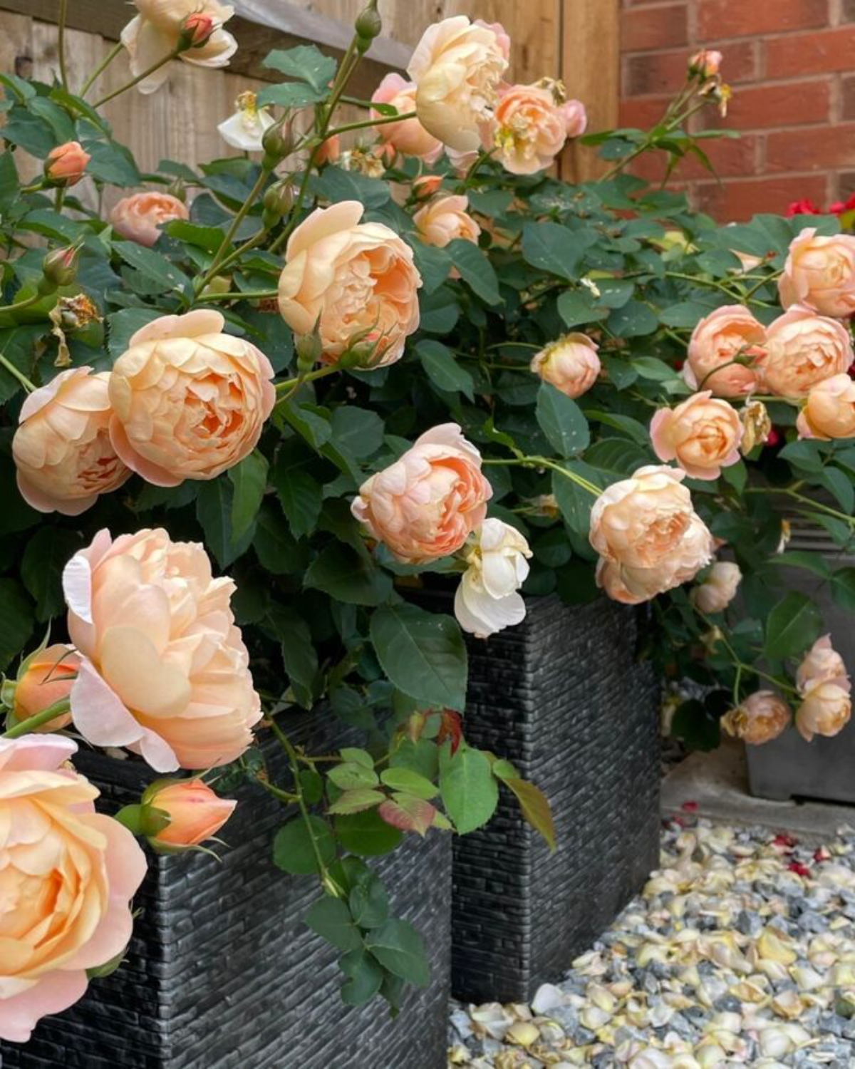 orangene rosen im kübel