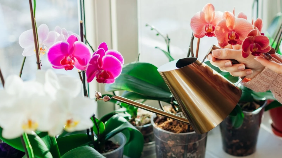 orchideen gießen mit roter gießkanne