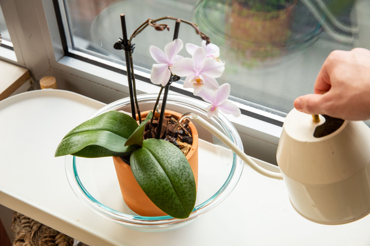 orchideen zu hause gießen