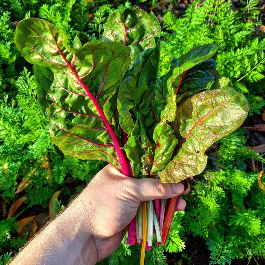 person hält mangold aus dem garten