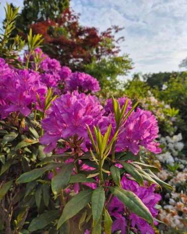 purpur rhododendron