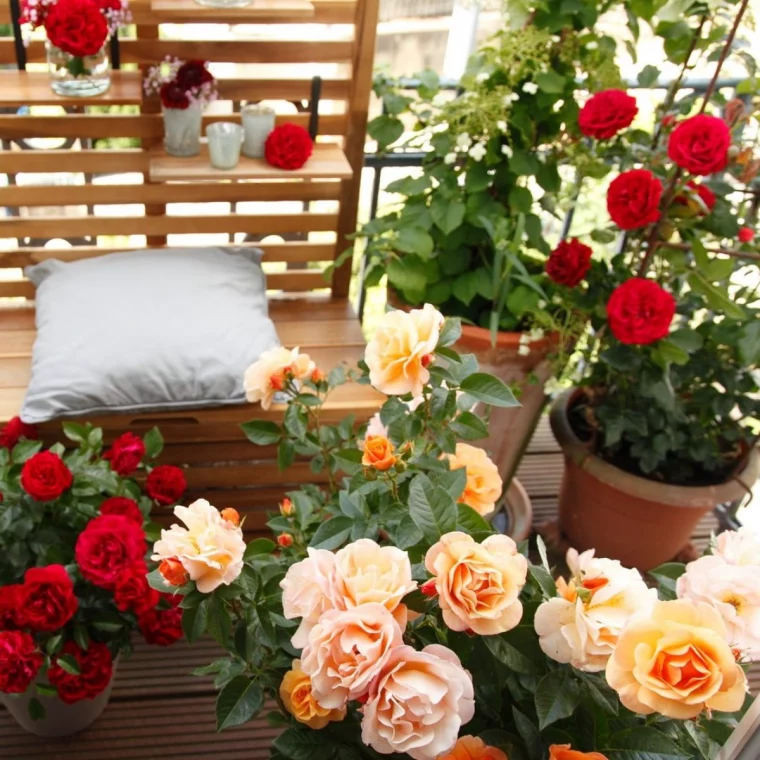 rosen in töpfen auf dem balkon