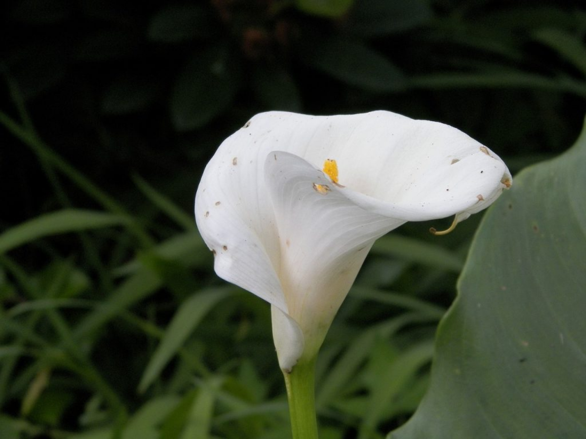 schädlinge und krankheiten der calla lilie