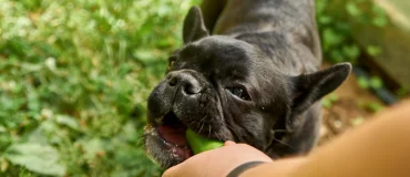 schwarze französische bulldogge frisst gurke