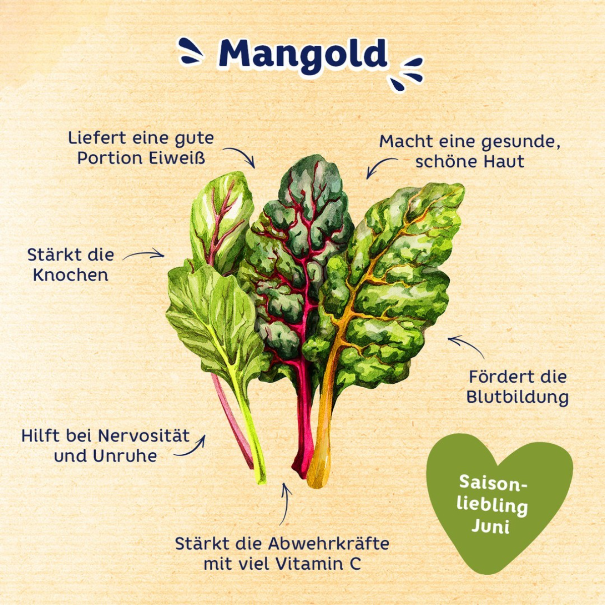 vorteile der mangold animation