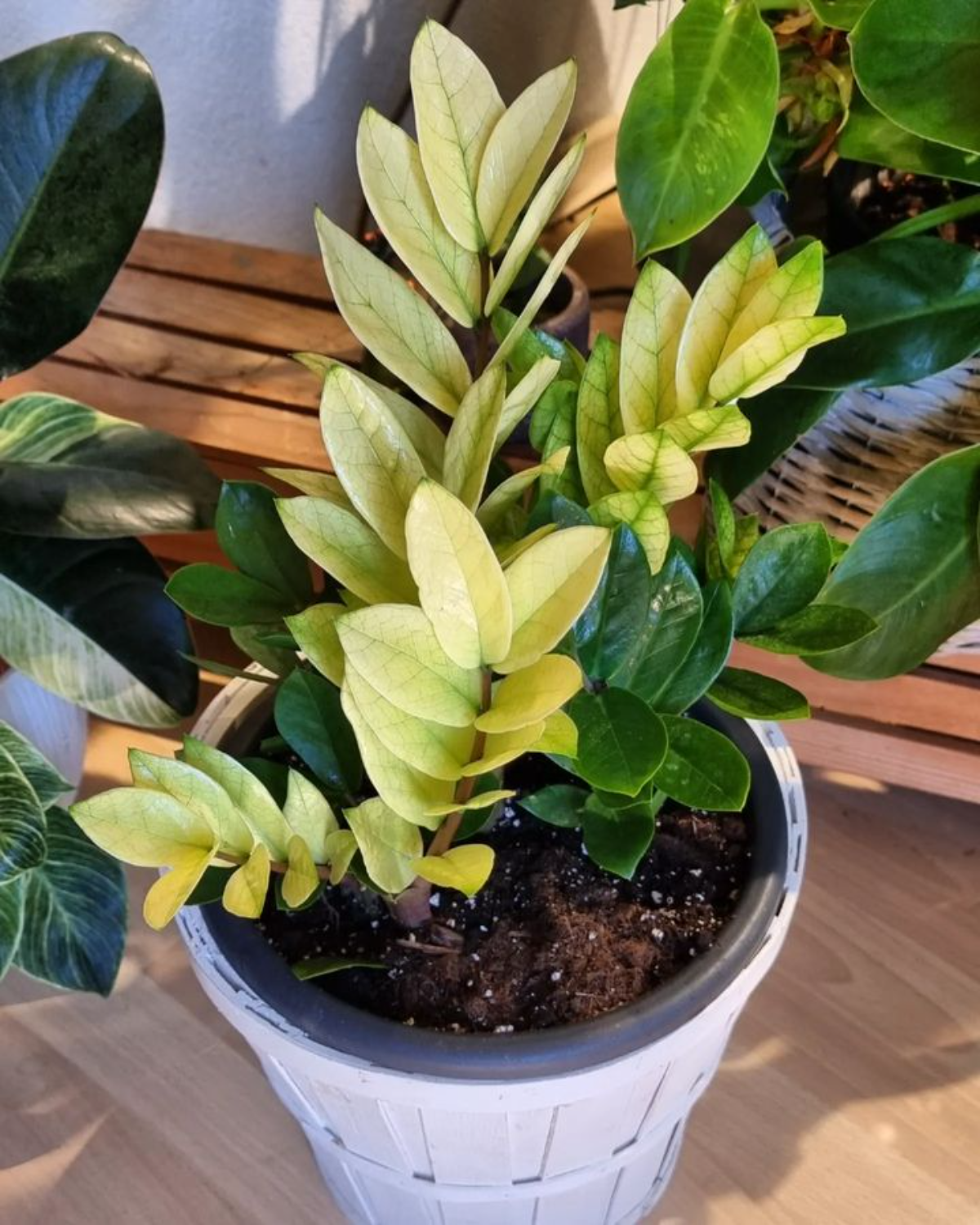 zamioculcas pflanze in weißem topf mit gelben blättern