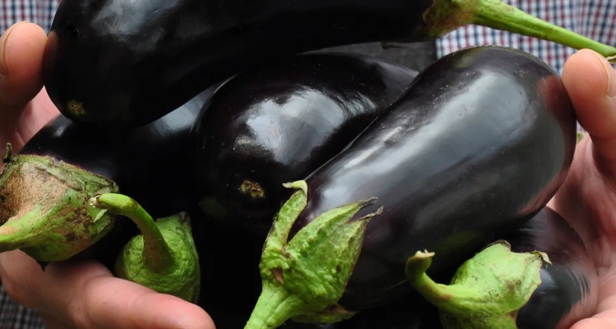 auberginen voll an vitaminen schälen oder nicht