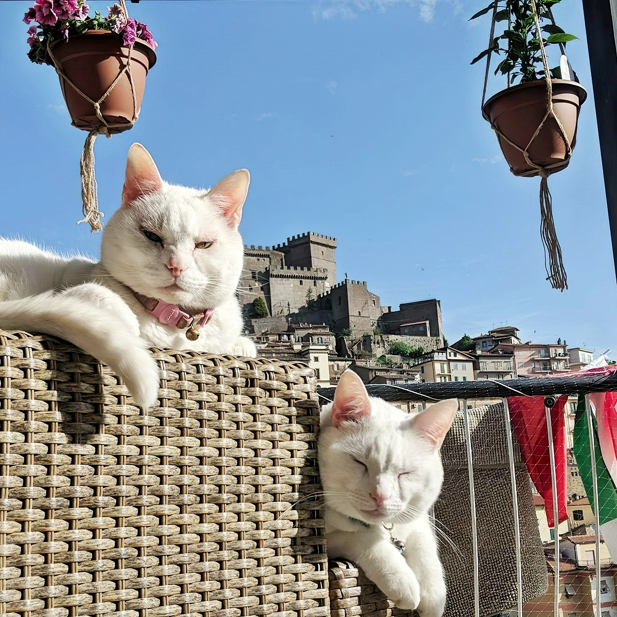 balkon katzensicher machen zwei weisse katzen auf dem balkon littleroadseurope