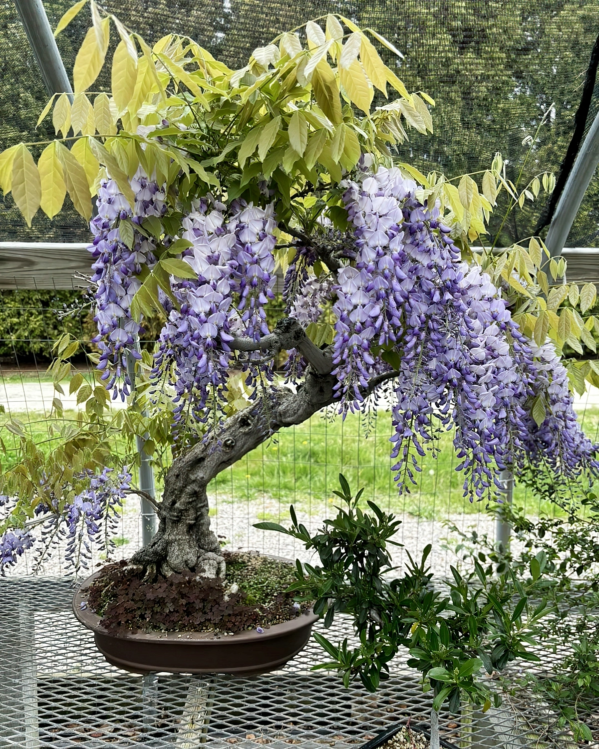 bonsai fuer den garten kleiner baum mit lila bueten newenglandbonsaigardens