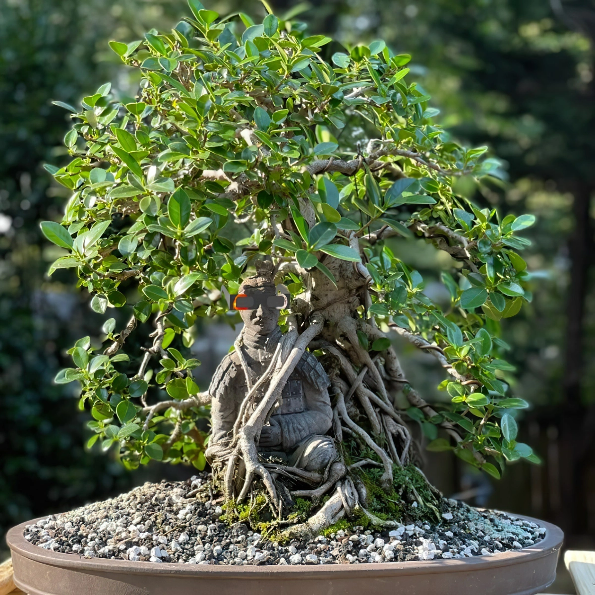 bonsai im garten klener baum im topf japanische gartenkunst thebonsaisupply