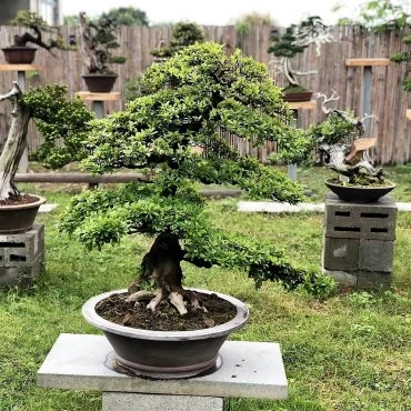 bonsai wie pflegen im garten grosser bonsaibaum hongkongbonsaipots