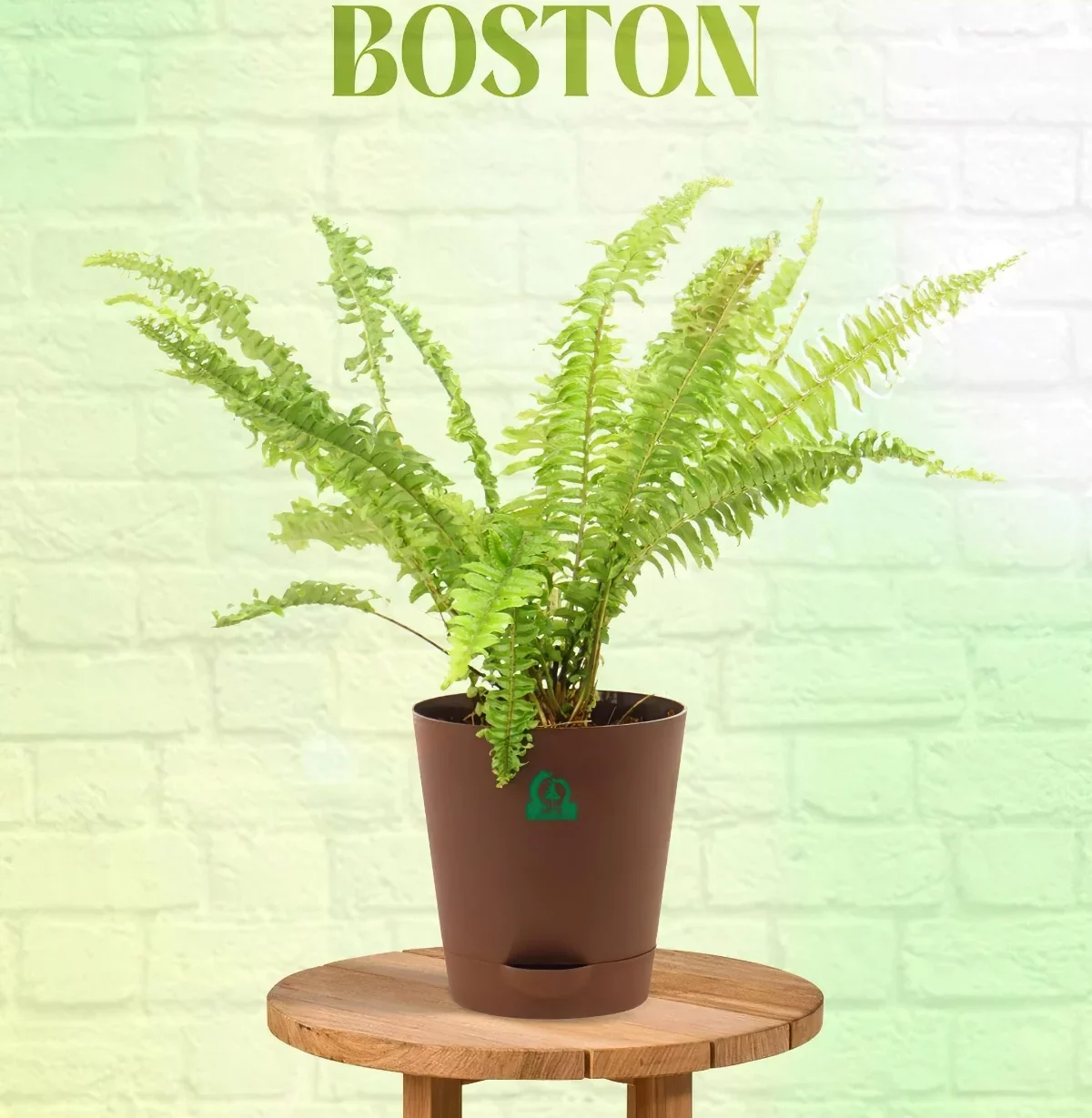 farne als zimmerpflanze boston fern gruene pflanze santhionlineplants 