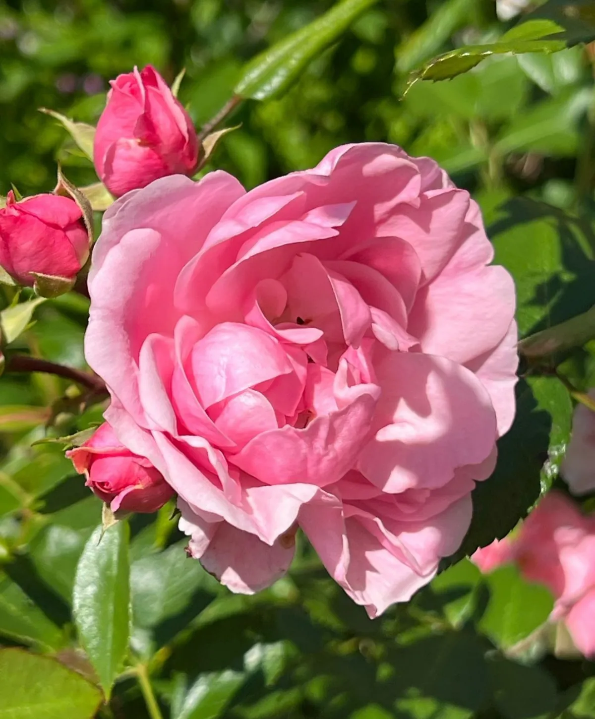 gartenblumen im sommer rosafarbene rosen