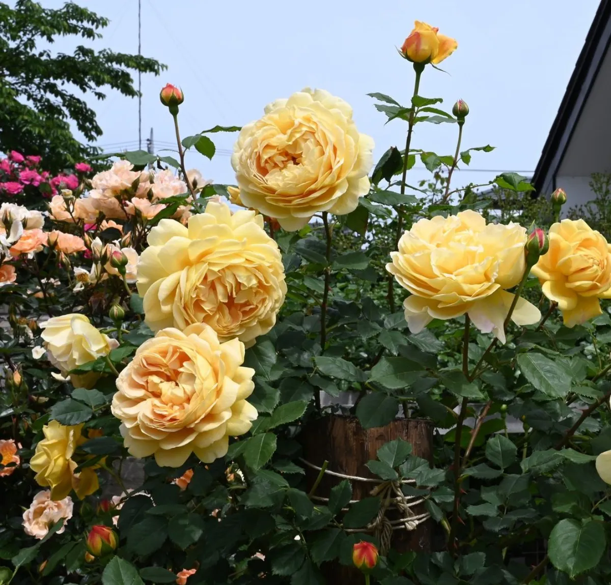 gelbe rosen garten im sommer blütezeit