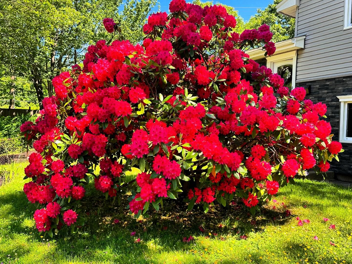 großer roter rhododendron