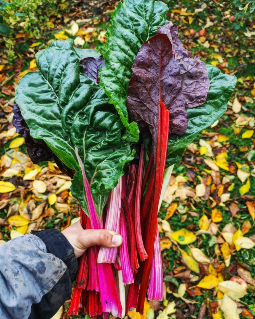 hält bunten mangold im garten im herbst