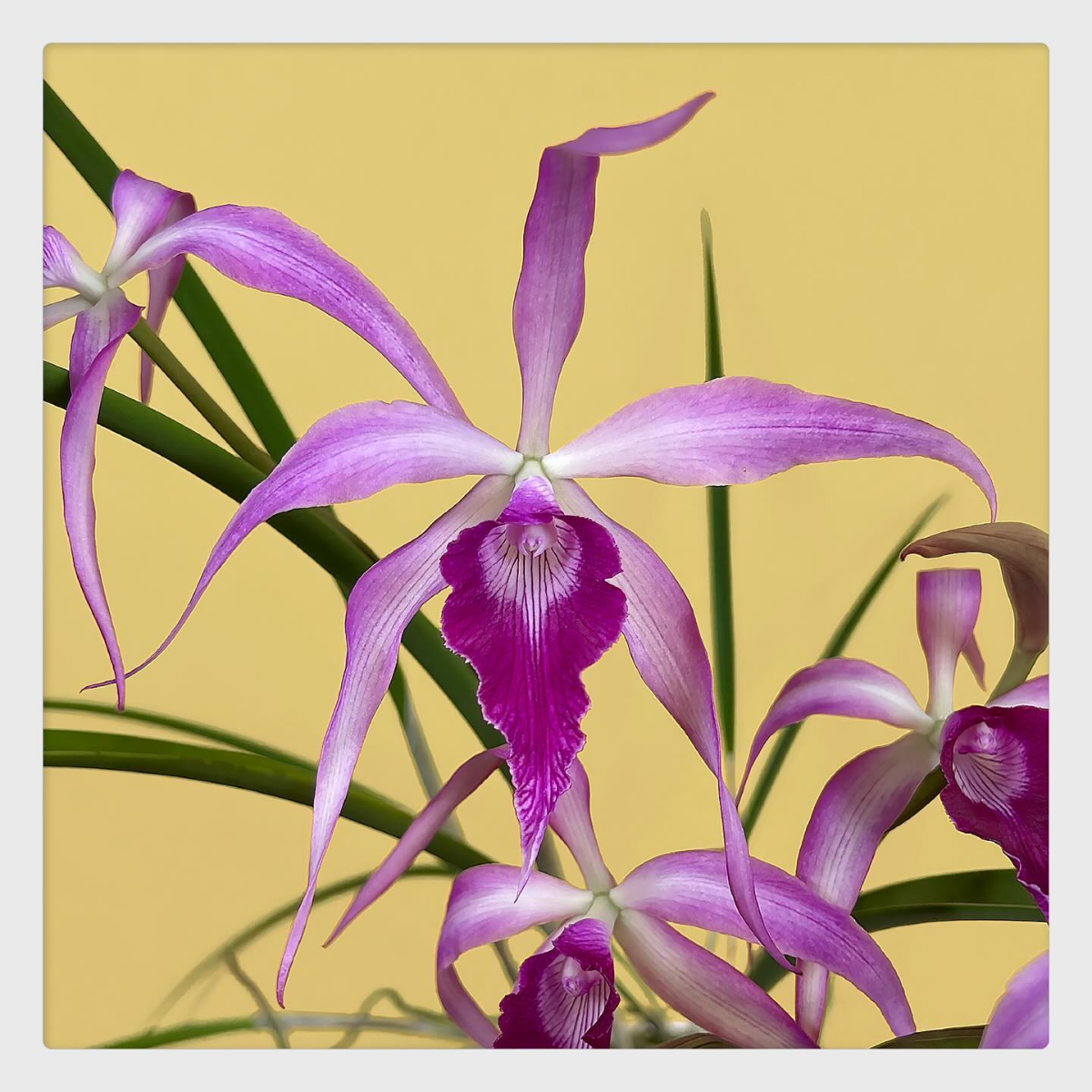 interessante sorte lila orchidee