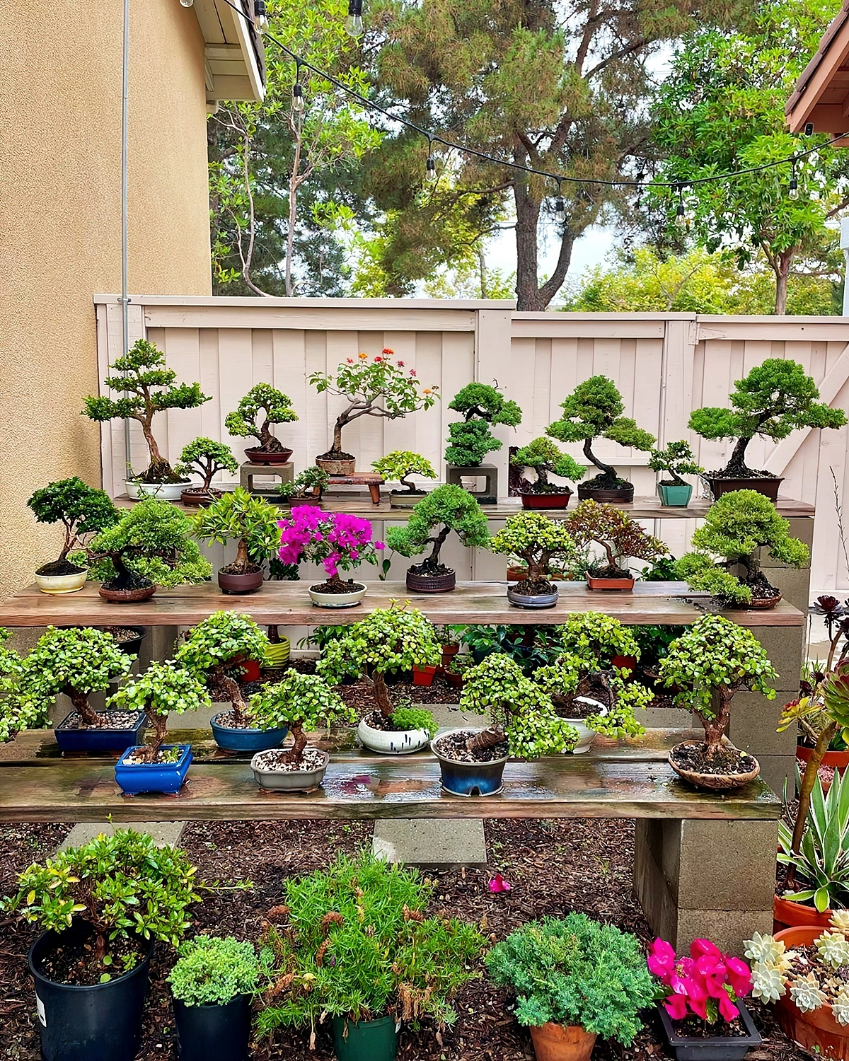 japanischer bonsaigarten schaffen was ist der ebste ort fuer bonsaibuame zanestrees