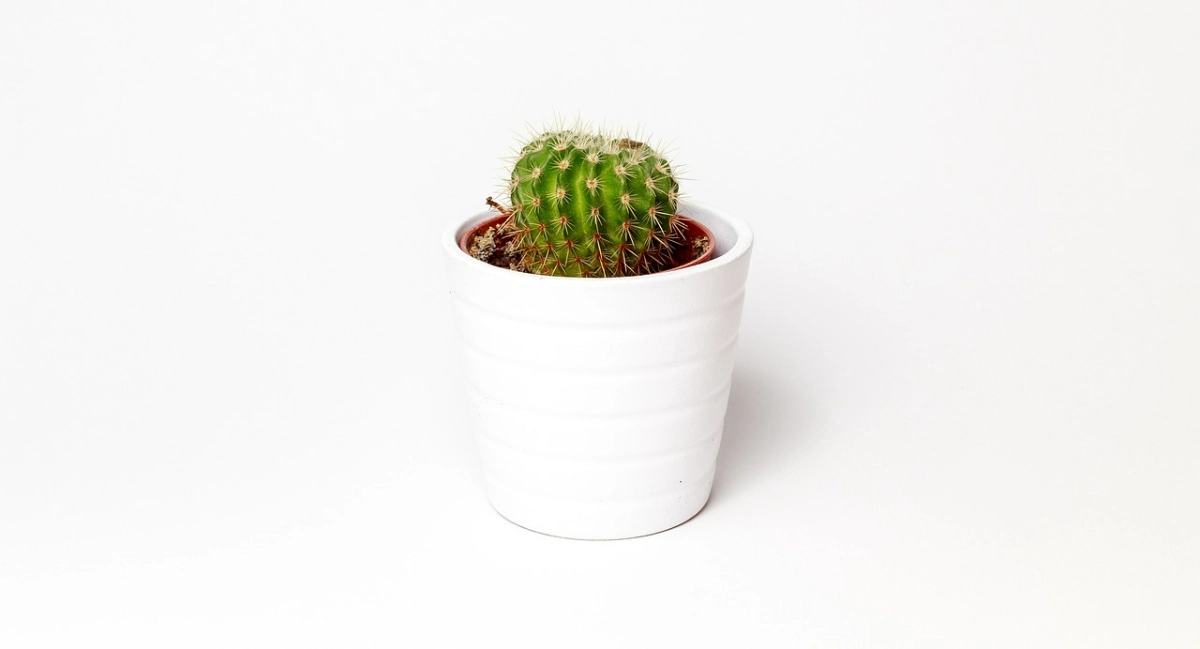 kleiner kaktus in weissem topf skandinavische deko ideen