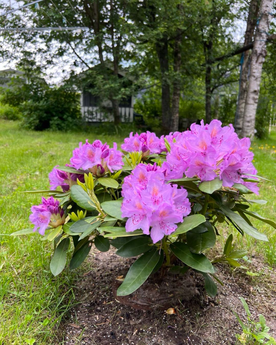 lila großer rhododendron