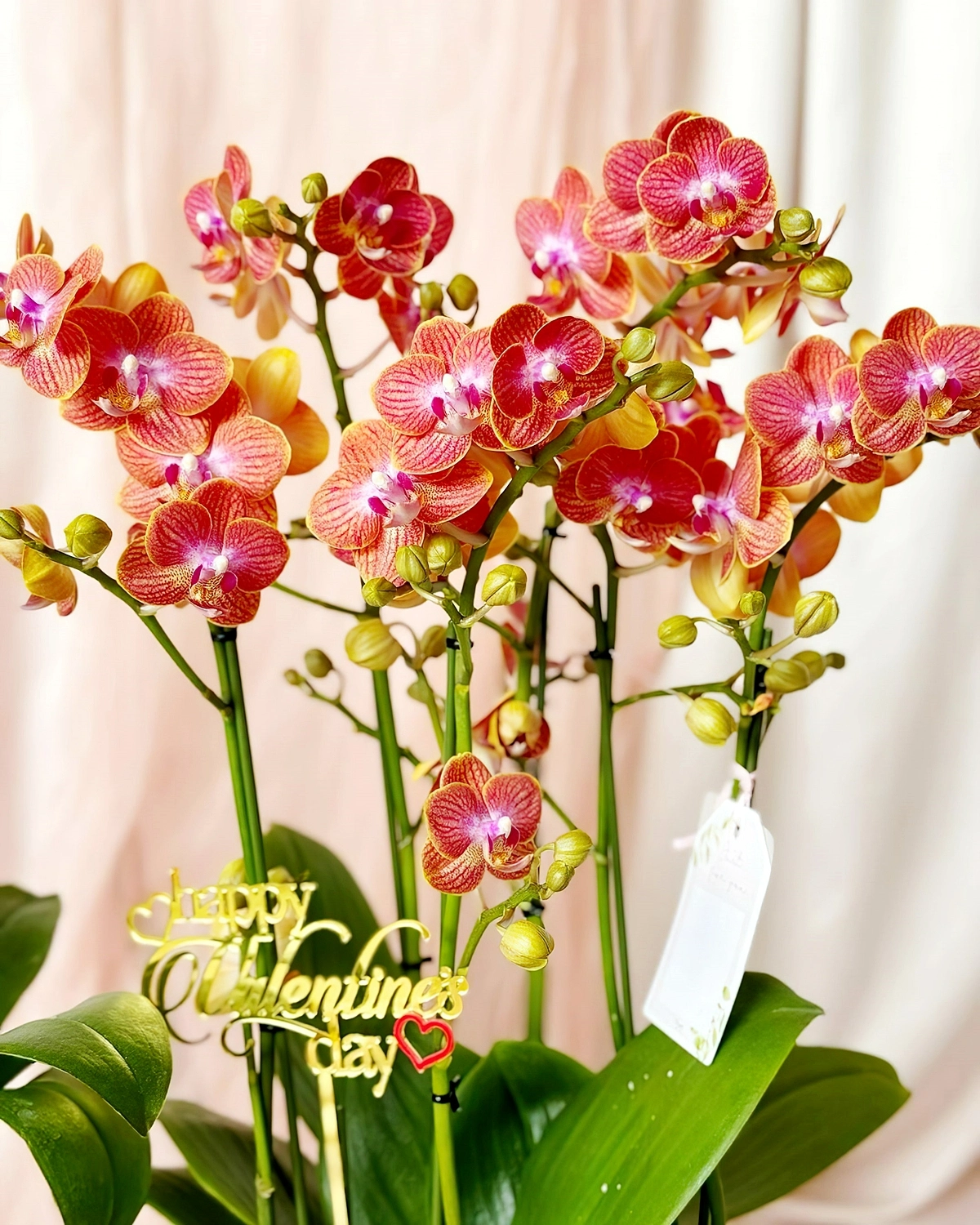 luftwurzeln bei orchideen abschneiden grosse orchidee mit vielen bueten primeraorchid