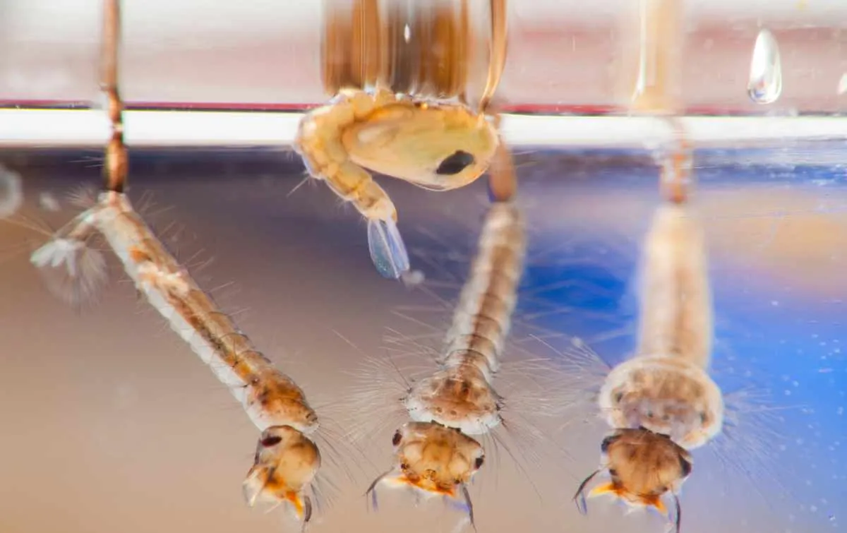 mückenlarven im pool erkennen mit hausmitteln bekämpfen