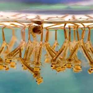 mückenlarven im pool erkennen schlanker länglicher körper