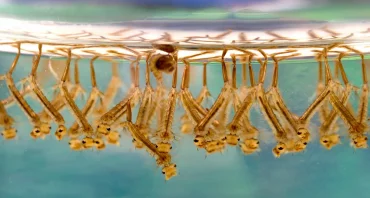 mückenlarven im pool erkennen schlanker länglicher körper