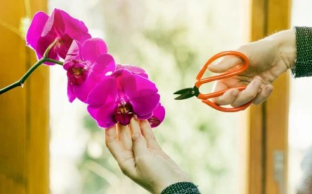 orchideen zurueckschneiden wann und wie rosa orchidee schnittzeit