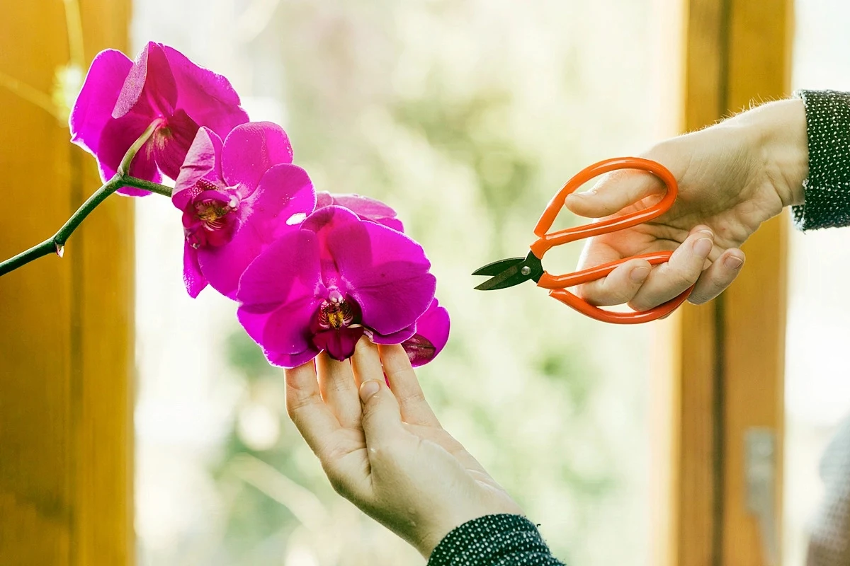 orchideen zurueckschneiden wann und wie rosa orchidee schnittzeit