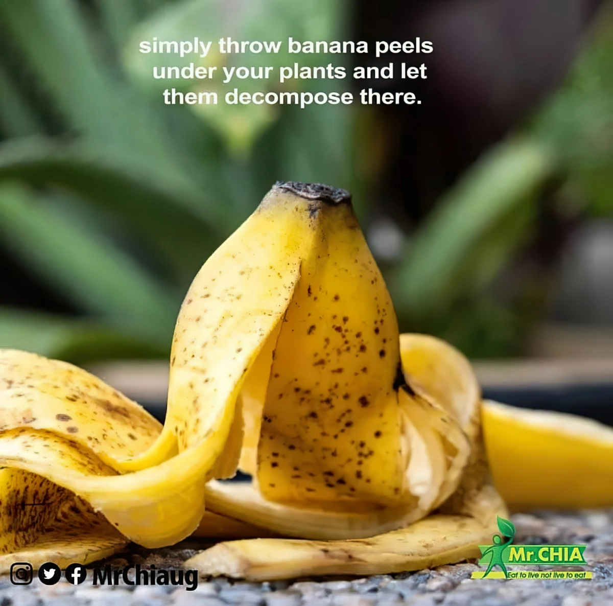 organischer rosenduenger lseber machen mit bananenschalen 