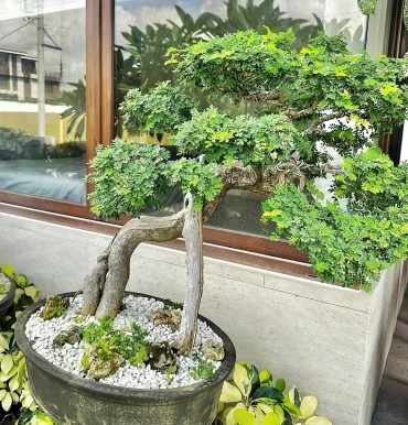 pflege eines bonsai im garten grosser bonsaibaum draussen goshenlandscapingph