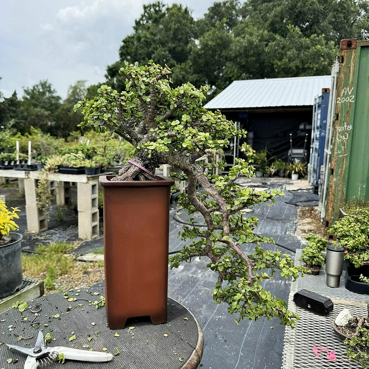 pflege von bonsai in den aussenbereich alter bonsai in hohem uebertopf newenglandbonsaigardens