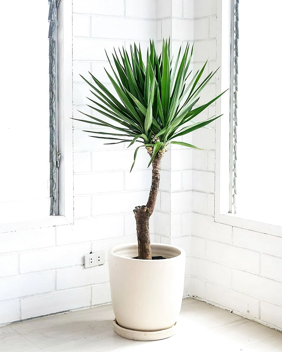 pflege yucca palme kleine zimmerpflanze im topf greensoilfarm
