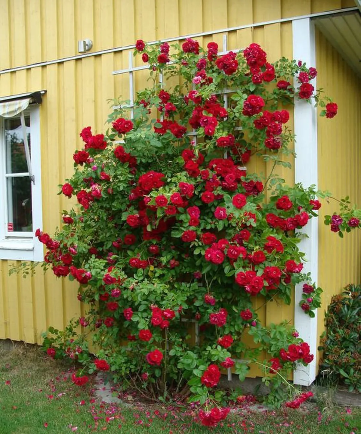 rote rosen blühender strauch blütenzeit