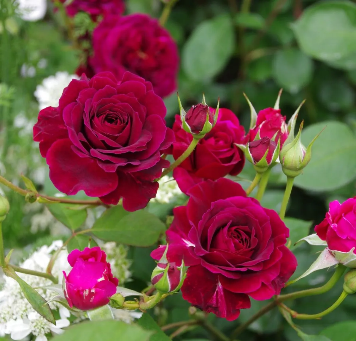 rote rosen blütezeit knospen richtig pflegen