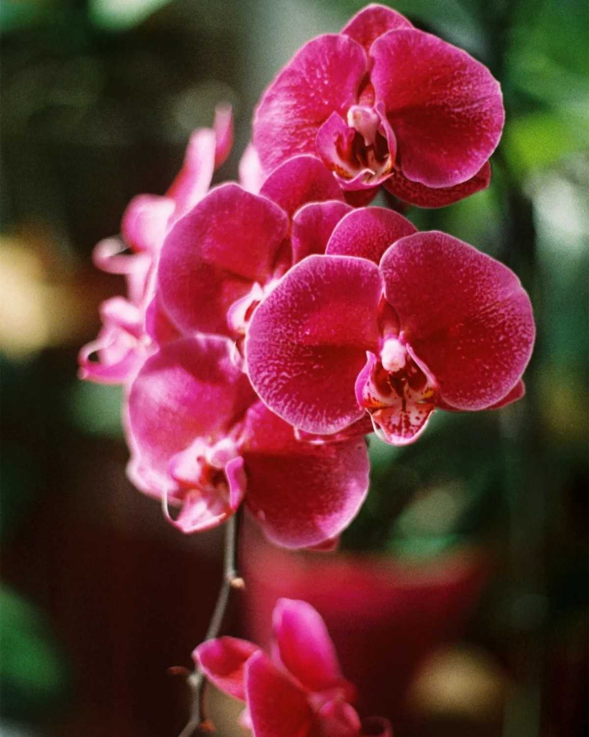 rote schöne orchideen