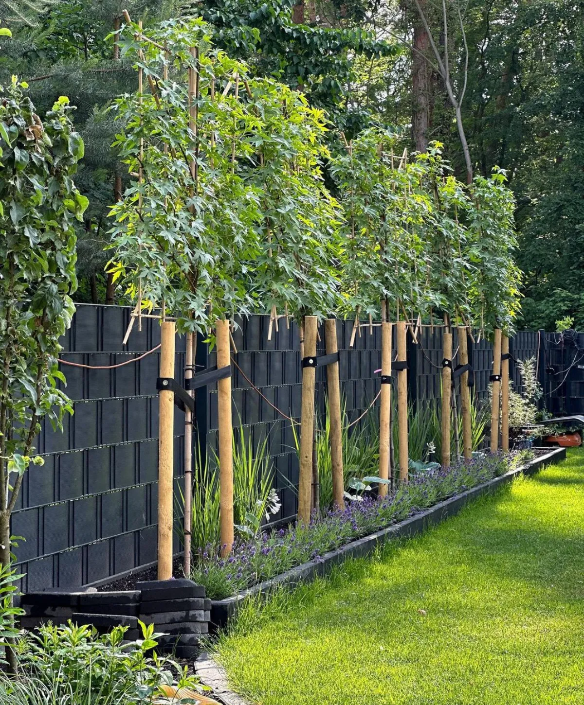 spalierbäume als sichtschutz im garten natürliche variante